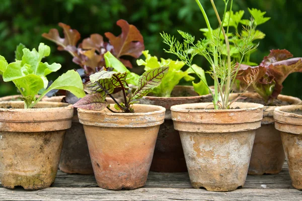 Salat — Stockfoto