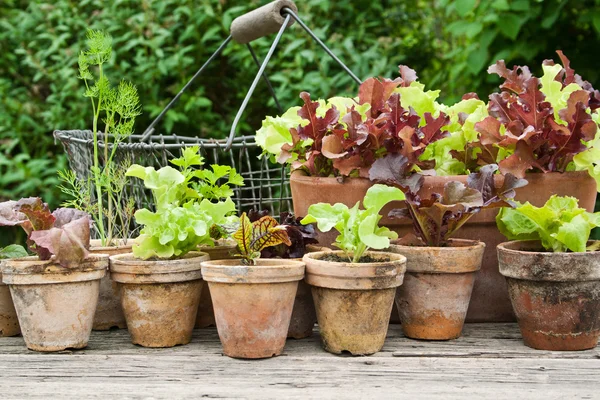 Panelas de plantas — Fotografia de Stock