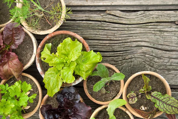 Salat — Stockfoto