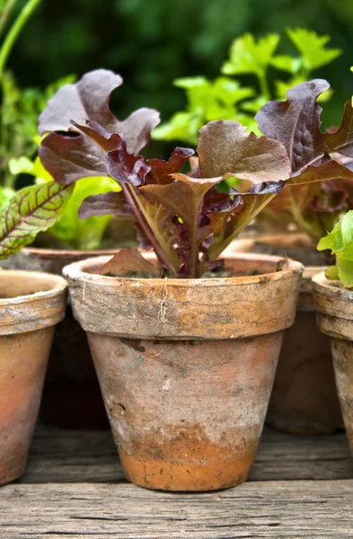 Salat — Stockfoto