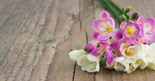 Freesias — Stock Photo, Image