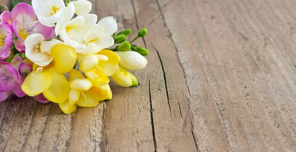 Freesias — Stock Photo, Image