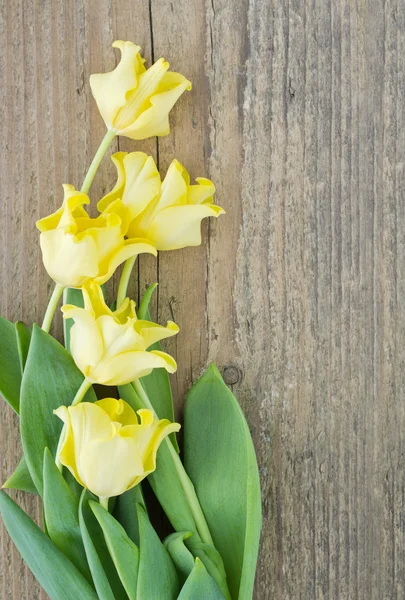 Gele tulpen — Stockfoto