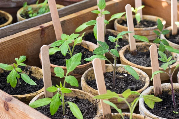 Planta de tomate — Foto de Stock