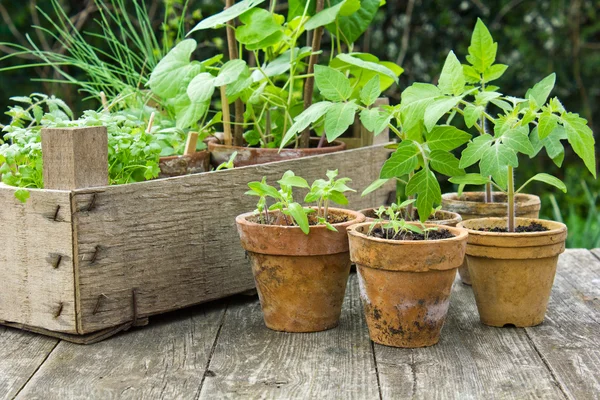 Plantas — Foto de Stock