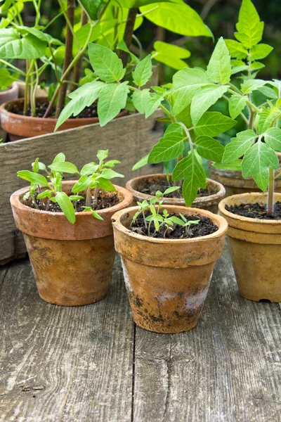 Plantas — Fotografia de Stock