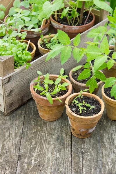 Planten — Stockfoto