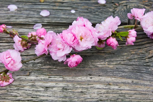 गुलाबी फूल — स्टॉक फ़ोटो, इमेज