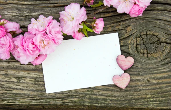 Rosafarbene Blüten — Stockfoto