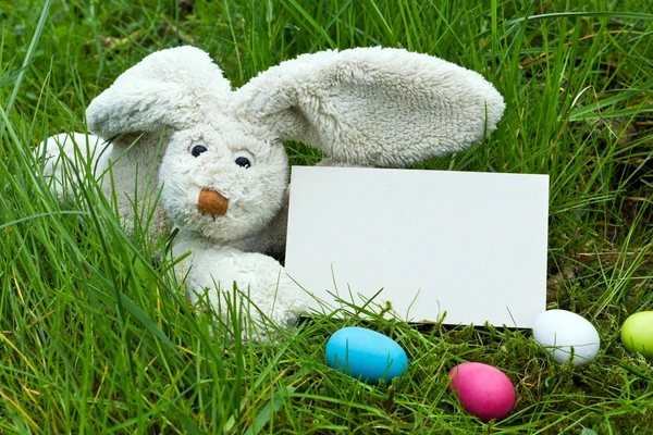 Osterhase — Stockfoto