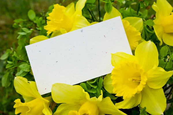 水仙の花 — ストック写真