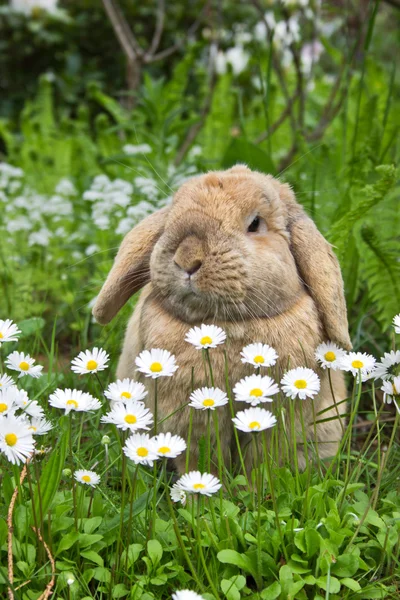 Konijntje — Stockfoto