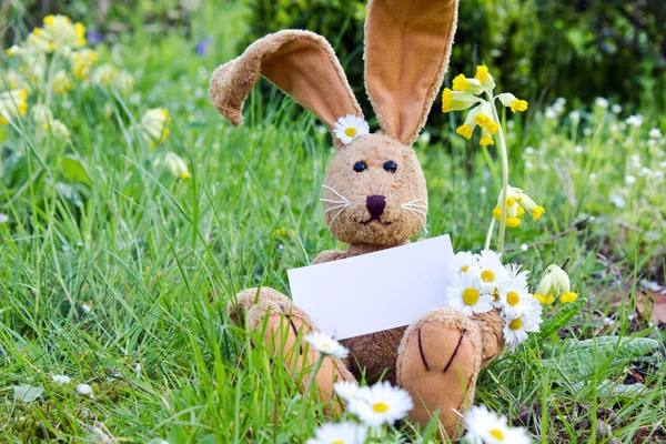 Osterhase — Stockfoto