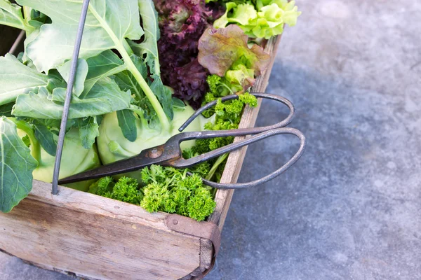 Vegetables — Stock Photo, Image