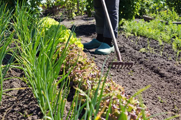 Gemüsegarten — Stockfoto