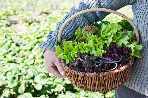 Frischer Salat — Stockfoto