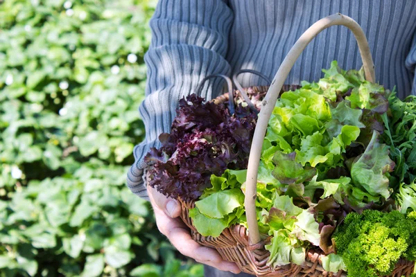 Fresh salad — Stock Photo, Image