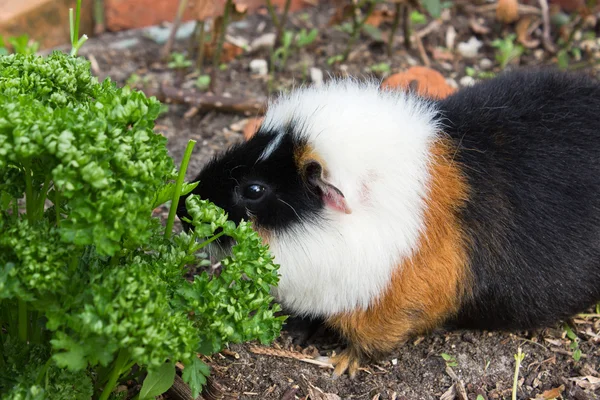 Varkensvlees — Stockfoto