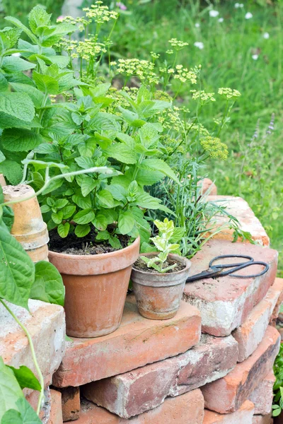 Garden — Stock Photo, Image