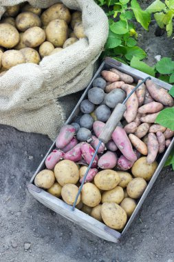 patates çeşitleri