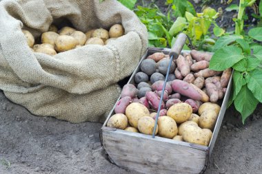 patates çeşitleri