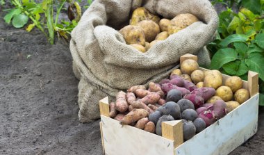 patates çeşitleri
