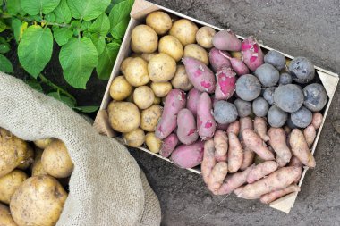 patates çeşitleri