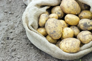 Patates.
