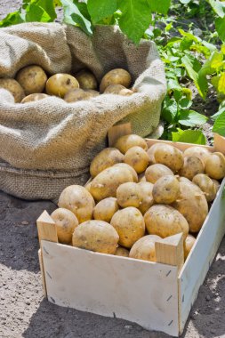 patates çeşitli satina