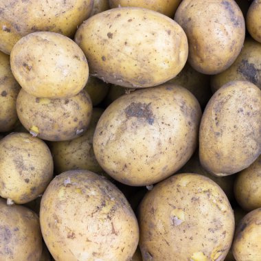 patates çeşitli satina