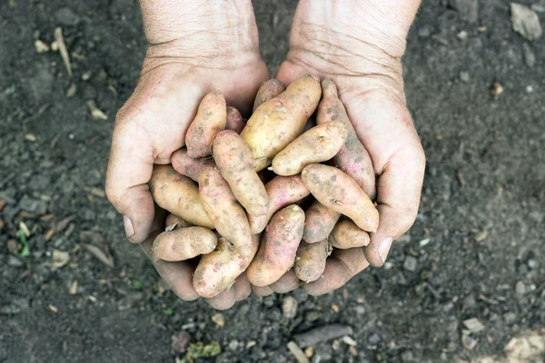 Ziemniaki odmiany ziemniaków bamberg — Zdjęcie stockowe