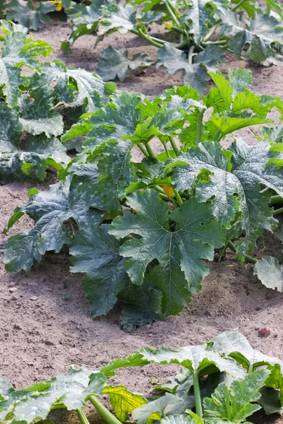 Zucchini plant — Stock Photo, Image