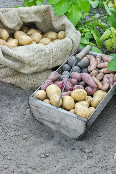 Odmiany ziemniaka — Zdjęcie stockowe