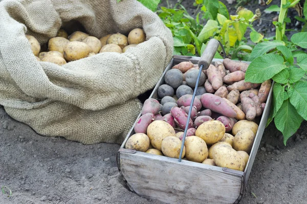 Aardappel rassen — Stockfoto