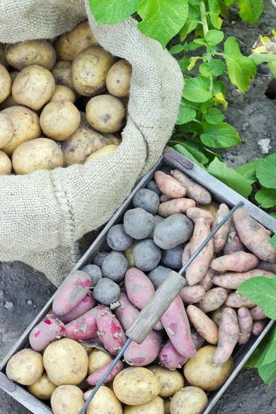 Variedades de patata — Foto de Stock