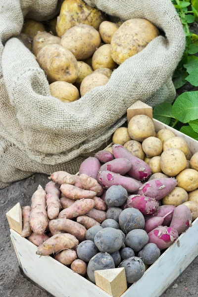 Potato varieties — Stock Photo, Image