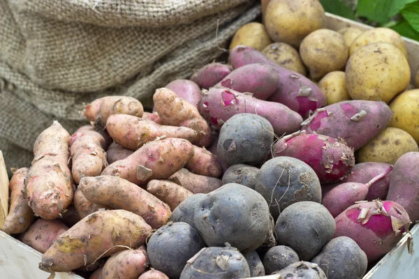 Variedades de patata — Foto de Stock