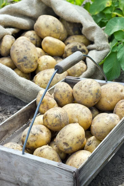 Ziemniaki odmiany satina — Zdjęcie stockowe