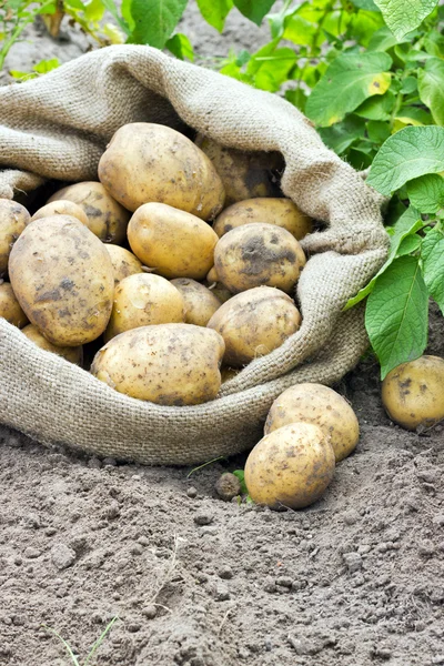 Ziemniaki odmiany satina — Zdjęcie stockowe