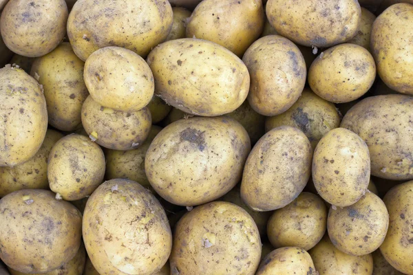 Potato variety Satina — Stock Photo, Image