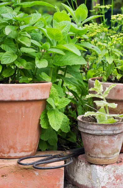 Peppermint plants — Stock Photo, Image