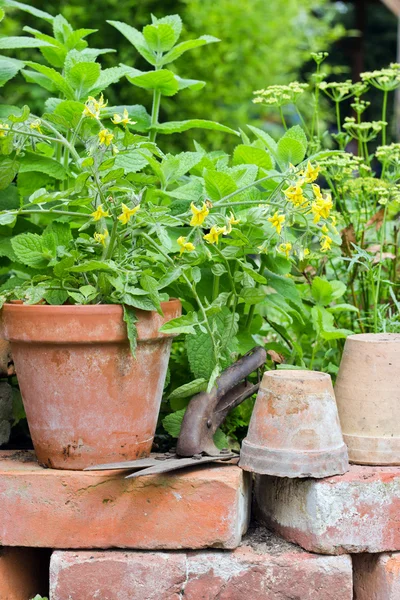 Plano de tomate — Fotografia de Stock