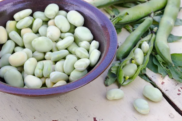 Fagioli larghi — Foto Stock