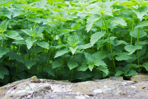 Kopřiva — Stock fotografie