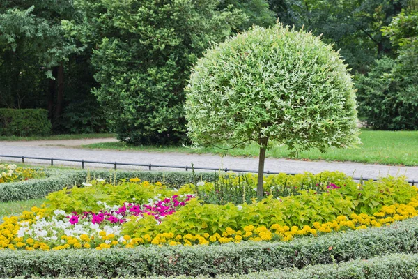 夏の花 — ストック写真