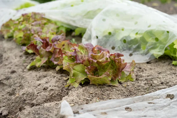 Gemüsebeet Mit Salatpflanzen — Stockfoto