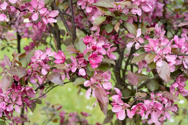 Růžové Květy Jabloně — Stock fotografie