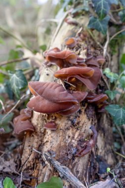 Çinli morinalı Mürver çalısı