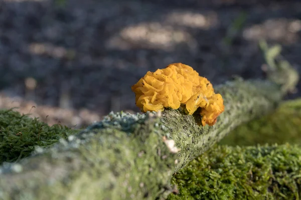 Gele Tremor Een Tak Met Mos — Stockfoto