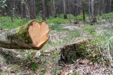 Kalp şeklinde bir huş ağacının gövdesi.